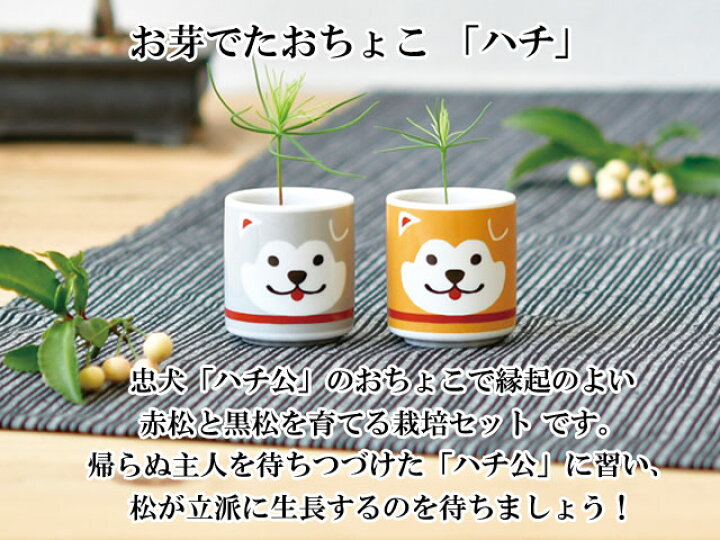専門ショップ 聖新陶芸 お芽でたおちょこハチ 茶 GD922−01│園芸用品 ミニ盆栽 栽培セット ハンズ 聖新陶芸 お芽でたおちょこ ハチ 茶 赤松 関東当日便
