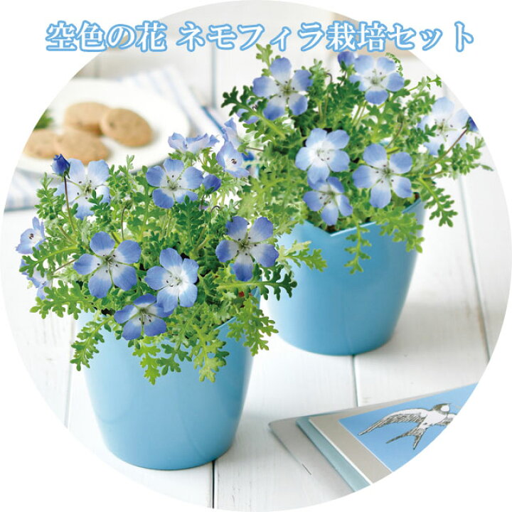 楽天市場 空色の花 ネモフィラ 栽培セット 即納 栽培キット 栽培 花 植物 セット キット かわいい プレゼント グリーン インテリア 置物 グッズ 癒しグッズ専門店 なごみ