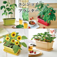 栽培キット ミニ トマト ひまわり 野菜 枝豆 ベジ 観葉植物 花 グリーン 植物 インテリア おしゃれ フラ…