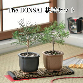 The BONSAI 栽培セット 黒松 赤松 栽培キット 栽培 セット キット 松 まつ かわいい おしゃれ ギフト グリーン インテリア 置物 グッズ