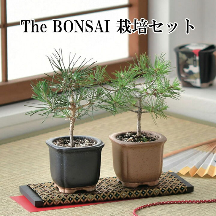 楽天市場】The BONSAI 栽培セット 黒松 赤松 栽培キット 栽培  