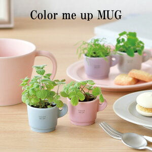 ͔|Lbg Color me up MUG J[~[Abv}O y[z ͔|Zbg Abv~g o[ ChXgx[ J~[ A O[ n[u CeA 킢 IV u