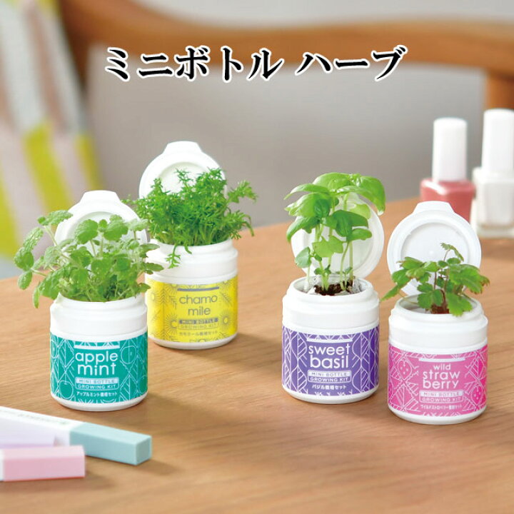 楽天市場】栽培キット MINI BOTTLE HERBS ミニボトル ハーブ かわいい 