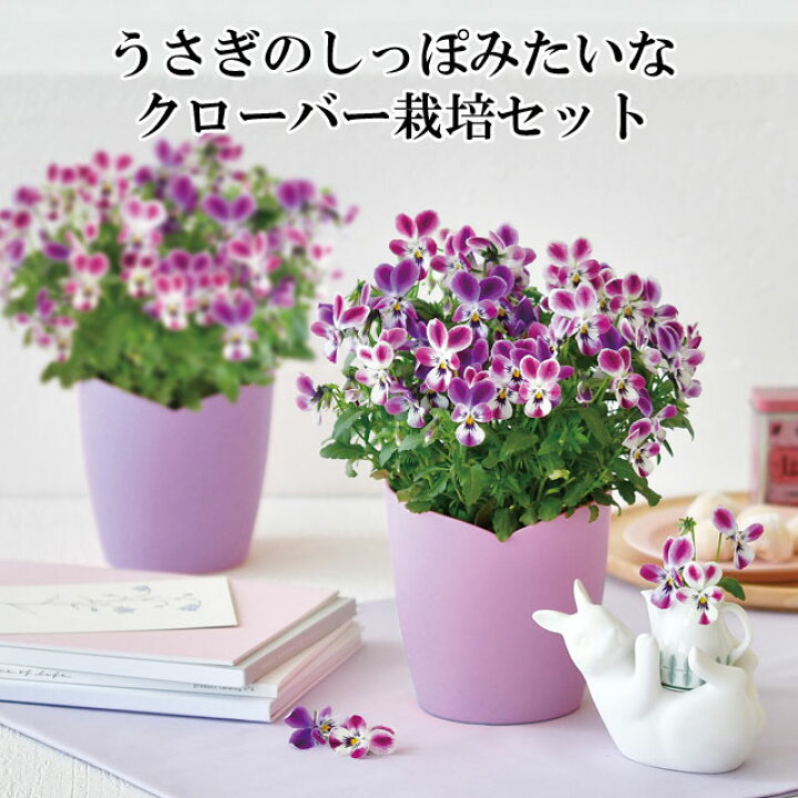 楽天市場】うさぎの耳みたいなビオラ栽培セット 【即納】 ビオラ 栽培 