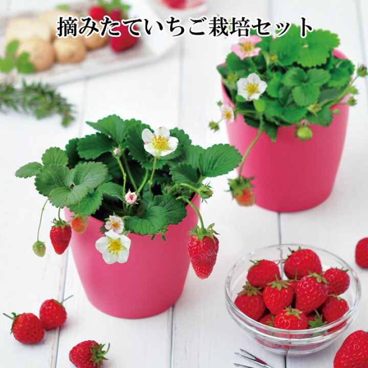 楽天市場】栽培セット 摘みたていちご Strawberry 栽培キット 