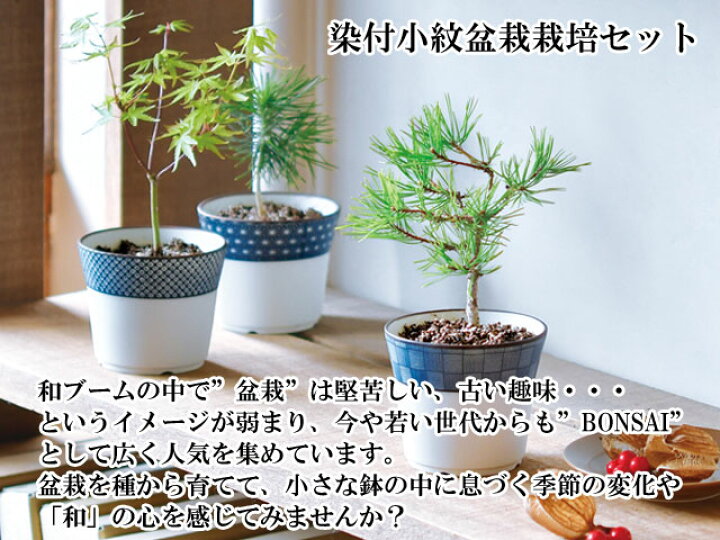 楽天市場】栽培セット 染付小紋盆栽栽培セット 【即納】 盆栽 キット  