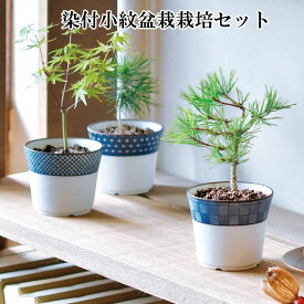 栽培セット 染付小紋盆栽栽培セット 盆栽 キット ミニ 鉢 黒松 くろまつ 赤松 あかまつ 紅葉 もみじ 栽培キット 植物 グリーン インテリア 置物 グッズ