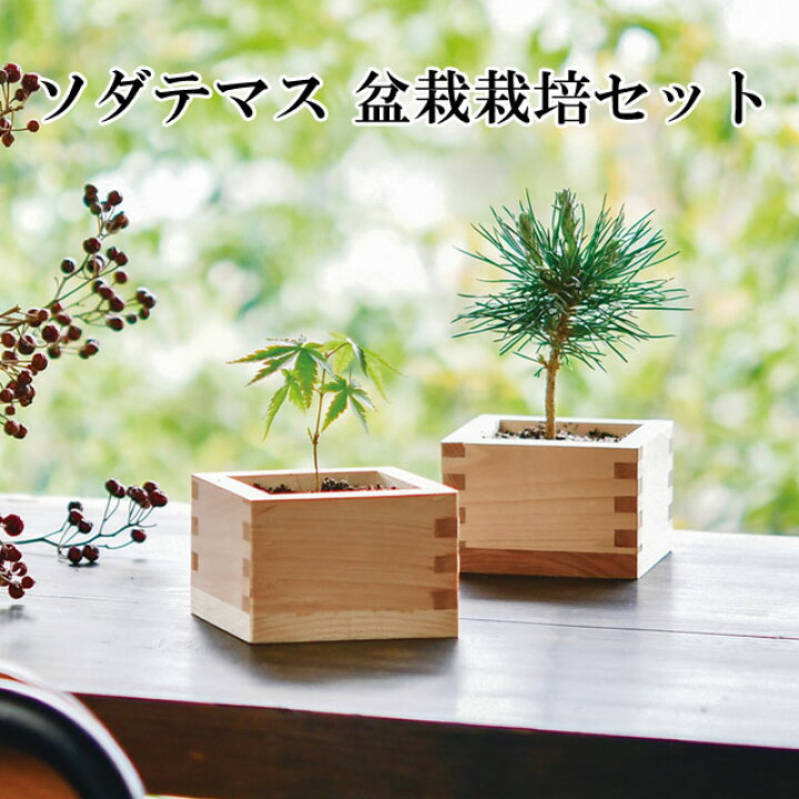 楽天市場】栽培キット ソダテマス 盆栽 栽培セット 【即納】 盆栽 