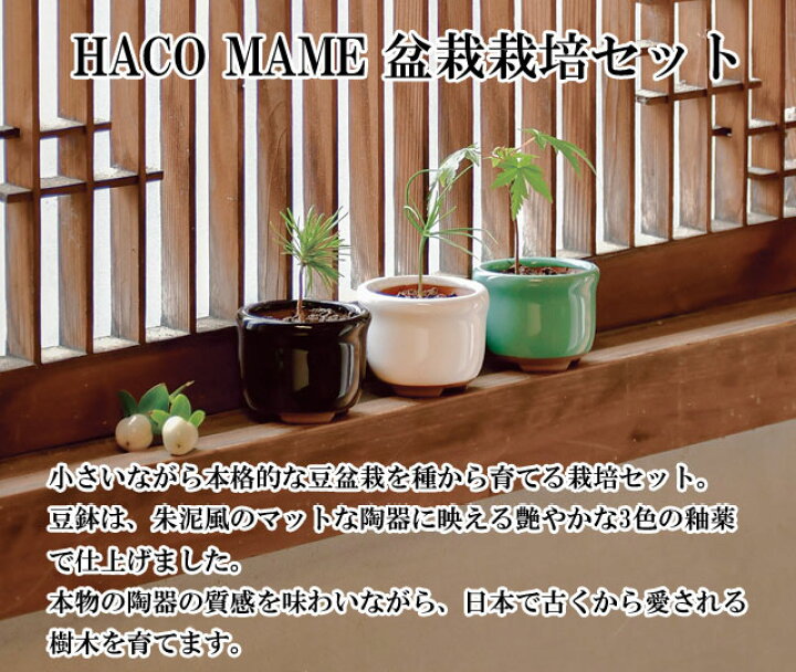 楽天市場】HACO MAME 盆栽 栽培セット黒松 赤松 紅葉 【即納】 栽培  