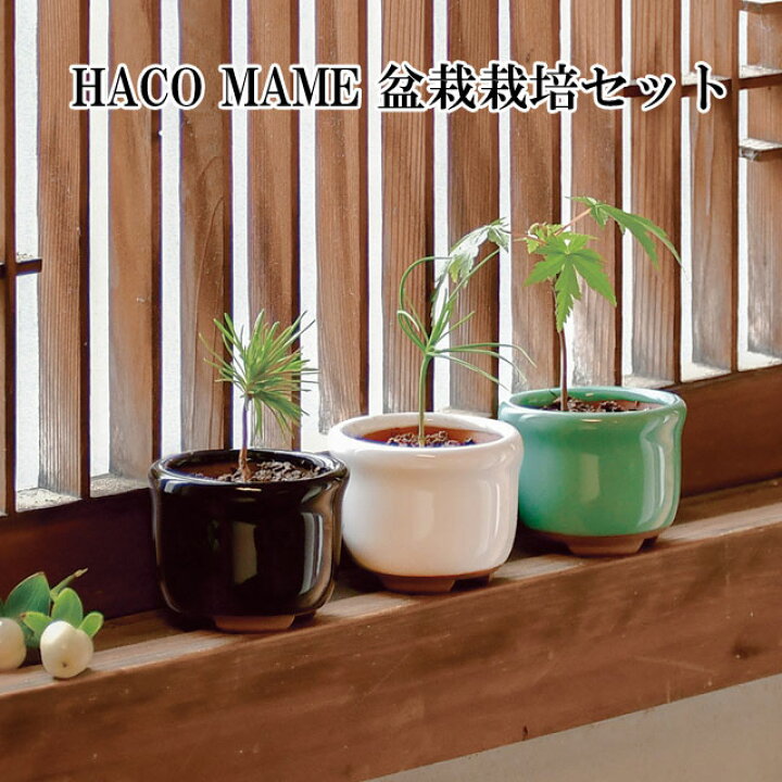 楽天市場】HACO MAME 盆栽 栽培セット黒松 赤松 紅葉 【即納】 栽培 