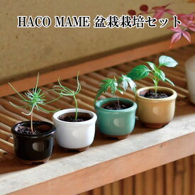 HACO MAME 盆栽 栽培セット黒松 赤松 紅葉 【即納】 栽培キット 栽培 セット キット 松 まつ もみじ モミジ 五色とうがらし 五色 とうがらし 唐辛子 かわいい おしゃれ ギフト グリーン インテリア 置物 グッズ