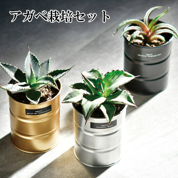 楽天市場】栽培キット 種から育てる アガベ栽培セット アガベ パリー 