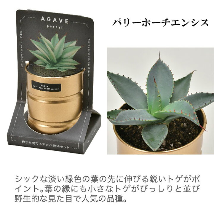 楽天市場】栽培キット 種から育てる アガベ栽培セット アガベ パリー  