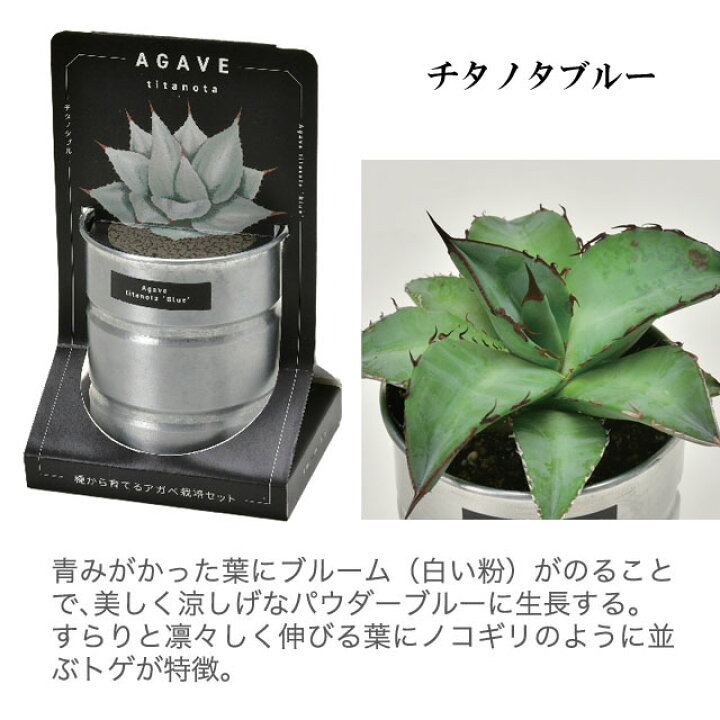 楽天市場】栽培キット 種から育てる アガベ栽培セット アガベ パリー 