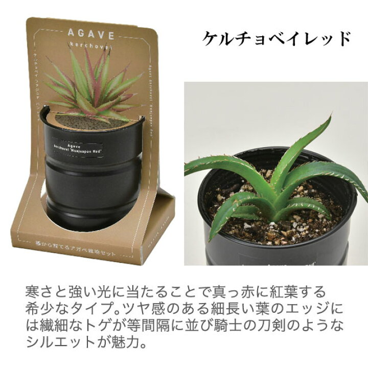 楽天市場】栽培キット 種から育てる アガベ栽培セット アガベ パリー 