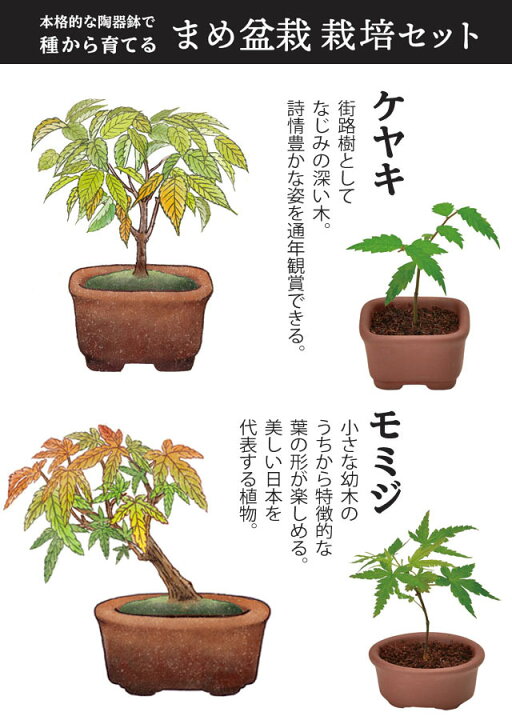 楽天市場 栽培キット 育てるカプセル まめ盆栽 即納 栽培セット 盆栽 植物 グリーン ケヤキ モミジ 赤松 黒松 紅葉 もみじ 松 欅 かわいい おしゃれ ギフト インテリア 置物 グッズ 癒しグッズ専門店 なごみ