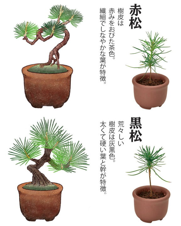 楽天市場 栽培キット 育てるカプセル まめ盆栽 即納 栽培セット 盆栽 植物 グリーン ケヤキ モミジ 赤松 黒松 紅葉 もみじ 松 欅 かわいい おしゃれ ギフト インテリア 置物 グッズ 癒しグッズ専門店 なごみ