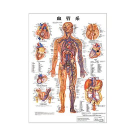 楽天市場】 カテゴリ > 治療院用品 > 人体模型/ポスター : ララマル 