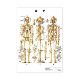 骨格 デスクサイズプラスチック版 ポスター 人体チャート 医学チャート 人体ポスター 人体解剖図 人体図 整体用品