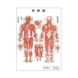 楽天市場】 カテゴリ > 治療院用品 > 人体模型/ポスター : ララマル 