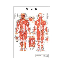 骨格筋 デスクサイズプラスチック版 ポスター 人体チャート 医学チャート 人体ポスター 人体解剖図 人体図 整体用品
