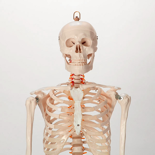 身長約170cmの成人男性全身骨格模型 人体模型 骨格模型 7ウェルネ 全身骨格 模型 等身大 日本 間接模型 骨格標本 骨模型 骸骨模型 人骨模型 骨格 モデル ヒューマンスカル 実験 E 5 5 人体 骸骨 全身模型 接骨院 可動 教材 靭帯 整骨院 ガイコツ