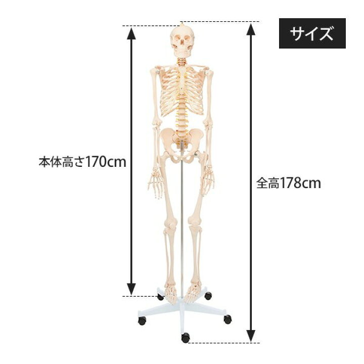楽天市場】人体模型 骨格模型 全身骨格 模型 等身大 間接模型 骨格標本