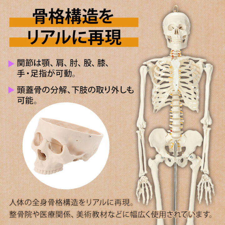 楽天市場 人体模型 骨格模型 7ウェルネ 全身骨格 模型 等身大 間接模型 骨格標本 骨模型 骸骨模型 人骨模型 骨格 人体 モデル ヒューマンスカル 骸骨 ガイコツ 可動 靭帯 全身模型 教材 実験 接骨院 整骨院 E 5 5 セブンショップ楽天市場店 楽天市場 人体模型 骨格模型 7ウェルネ 全身骨格 模型 等身大 間接模型 骨格標本 骨模型 骸骨模型 人骨模型 骨格 人体 モデル ヒューマンスカル 骸骨 ガイコツ 可動 靭帯 全身模型 教材 実験 接骨院 整骨院 E 5 5 セブンショップ楽天市場店