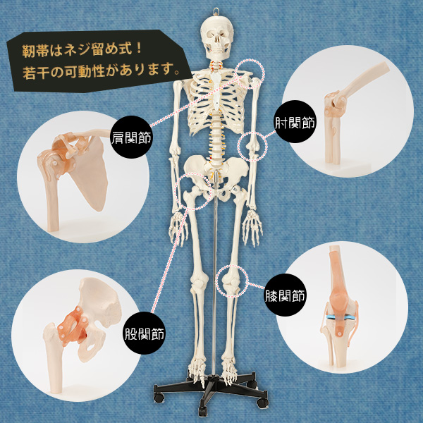 楽天市場】人体模型 骨格模型 肩関節 模型 実物大 間接模型 骨格標本
