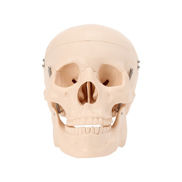 人体模型 骨格模型 7ウェルネ 頭蓋骨 模型 実物大 間接模型 骨格標本 骨模型 骸骨模型 人骨模型 骨格 人体 モデル ヒューマンスカル 骸骨 ガイコツ 教材 実験 接骨院 整骨院