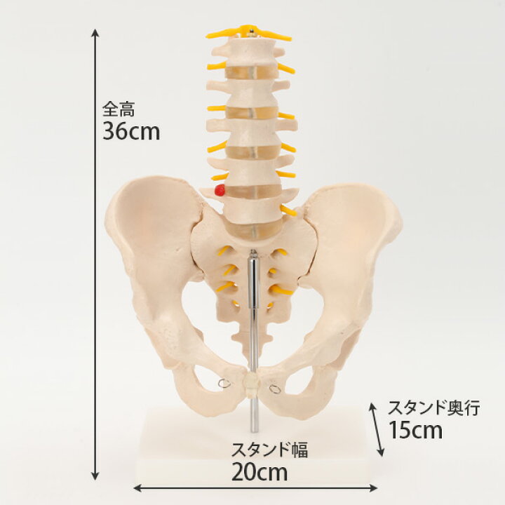 楽天市場】人体模型 骨格模型 骨盤 腰椎 模型 実物大 間接模型 骨格  