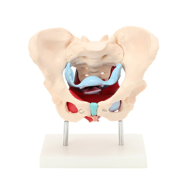 楽天市場 人体模型 骨格模型 7ウェルネ 骨盤 模型 女性 実物大 間接模型 骨格標本 骨模型 骸骨模型 人骨模型 骨格 人体 モデル ヒューマンスカル 骸骨 ガイコツ 教材 実験 接骨院 整骨院 E 5 5 セブンエステ楽天市場店
