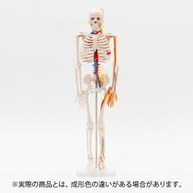 人体模型 骨格模型 全身骨格 模型 1/2サイズ 高さ85cm 主要動脈・静脈・神経付 間接模型 骨格標本 骨模型 骸骨模型 人骨模型 骨格 人体 モデル ヒューマンスカル 骸骨 ガイコツ 可動 全身模型 教材 実験 接骨院 整骨院 ハロウィン