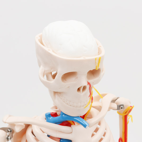 楽天市場】人体模型 骨格模型 全身骨格 模型 1/2サイズ 高さ85cm 主要