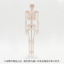 楽天市場】人体模型 ガイコツの通販