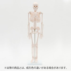模型 骨 人体