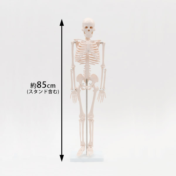 楽天市場】人体模型 骨格模型 全身骨格 模型 1/2サイズ 高さ85cm 間接