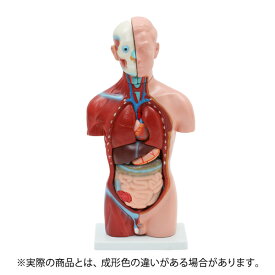 楽天市場 人体 内臓の通販