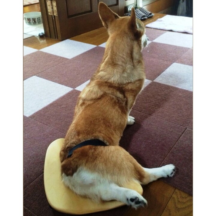 楽天市場 ペット用車いす 室内用 Sサイズ 小型犬 または猫用 簡単装着 老犬 後ろ足の不自由な 犬 猫 ペット 日本製 7ｇｒａｉｎ Art Garage