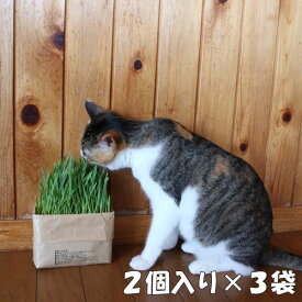 無印良品 猫草栽培セット 3袋セット 猫草 猫草栽培キット ねこくさ 猫 にゃんべじ 猫草 ねこくさ 猫草栽培セット 栽培 キット ニャンベジ 猫用草 セット まとめ買い 中身がこぼれない 安心 ペットグッズ キャットフード 毛玉ケア