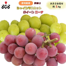 【送料無料】【産地厳選】訳あり シャインマスカット クイーンニーナ 詰め合わせ 大きさおまかせ 約1kg(北海道沖縄別途送料加算)