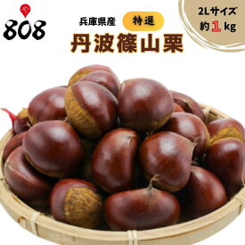 【送料無料】【兵庫県産】丹波篠山栗　特撰　2Lサイズ 約1kg(北海道沖縄別途送料加算)
