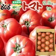 【送料無料】【産地厳選】超ビッグサイズ　トマト　1箱　12〜16玉入(北海道沖縄別途送料加算)