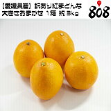 ������̵���ۡڰ�ɲ������������Ȥޤɤ�� �礭�����ޤ��� 1Ȣ ��3kg(�̳�ƻ�������������û�)������/�֥��ɤߤ���/��ͭ/������/������/�辰����/�ߥ���/̪��/�˴�/������/������/���꡼/���ꥸ�ʥ��ʼ�/���ޥ��륫�å�/���ʼ�/����/����/������