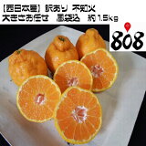 ������̵���ۡ������ܻ��������� ���β� �礭�����ޤ��������޹�����1.5kg(�̳�ƻ�������������û�)�ߤ���/̪��/�ǥ��ݥ�/����̤�/�ҥ�ݥ�/����ݥ�/�ݥ�����/��ͭ/������/������/�辰����/�ߥ���/̪��/���塼��/���ࡼ����/�����/�ߤΤ�����