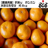 ������̵���ۡڰ�ɲ������������ݥ󥫥��礭�����ޤ�����5kg(�̳�ƻ�������������û�)�ݤ󤫤�/�ߤ���/�ߥ���/̪��/��ͭ/������/������/�辰����/���ʼ�/���ե�/������/����/������/���塼��/���ࡼ����/�����/������/���ե�/����/��åԥ�/��������/�ߤΤ�����