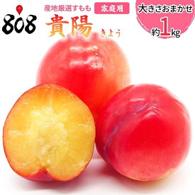 【送料無料】【産地厳選】貴陽　すもも(プラム)　家庭用　大きさお任せ　約1kg(北海道沖縄別途送料加算)