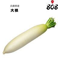 【送料別】【兵庫県産】朝採れ大根　1本　約1kg【野菜詰め合わせセットと同梱で送料無料】【送料は注文後…