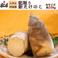 【送料無料】【九州/四国産】朝堀り　新たけのこ　大サイズ　約10kg(北海道沖縄別途送料加算)