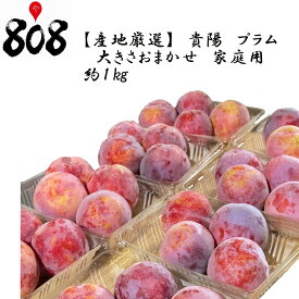 楽天市場 きよう すももの通販